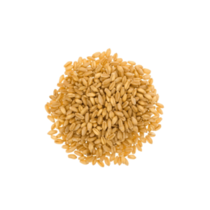 Wheat - Best Punjab